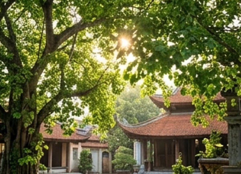 Ánh nắng ban mai rực rỡ chiếu xuyên qua vòm cây bồ đề trong khuôn viên ngôi chùa yên bình