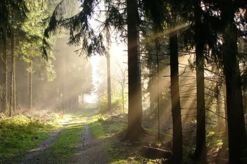 autumn in teutoburg forest 960be090