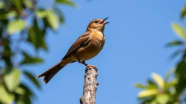 Chim bìm bịp kêu trên cây