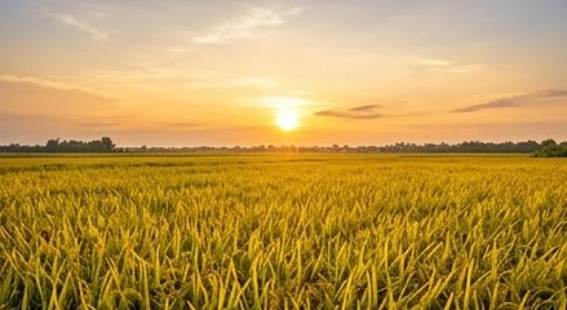 Mơ thấy mình đi gặt lúa điềm báo gì: Giải mã tâm lý & số may mắn 7 Khung cảnh hoàng hôn thanh bình buông xuống trên vựa lúa chín vàng bát ngát trải dài đến tận chân trời