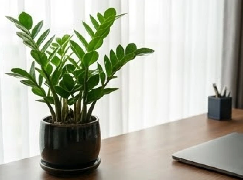 Chậu cây Kim Tiền đặt ở góc trái bàn làm việc giúp tối ưu hóa dòng chảy tài lộc cho tuổi mậu thìn 1988