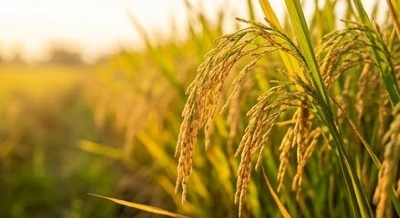 Mơ thấy ruộng lúa điềm tốt hay xấu: Bảng tra số may mắn 2 Những bông lúa chín vàng ươm trĩu hạt dưới ánh nắng mặt trời rực rỡ, tượng trưng cho sự no ấm trọn vẹn