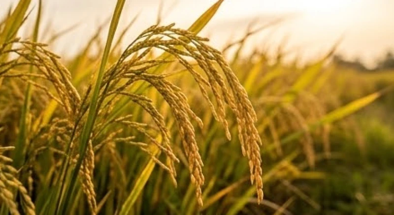 Mơ thấy mình đi gặt lúa điềm báo gì: Giải mã tâm lý & số may mắn 2 Cận cảnh những bông lúa chín vàng óng căng mẩy đung đưa trước gió chờ người nông dân thu hoạch