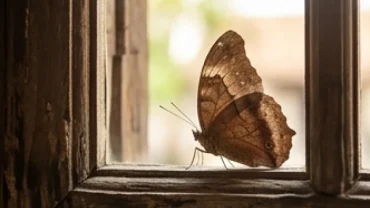 Con bướm nâu lớn đậu bình yên trên khung cửa sổ gỗ giúp giải đáp bướm nâu bay vào nhà là điềm gì