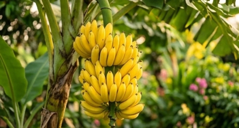 Buồng chuối chín vàng ươm là hình ảnh đại cát khi mơ thấy cây chuối mang lại năng lượng tài lộc rực rỡ