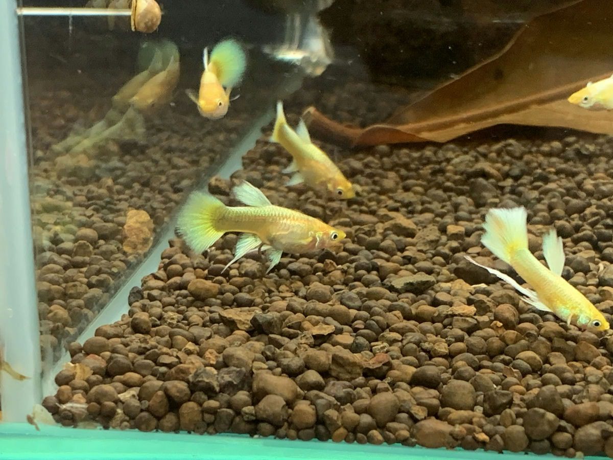 Cá bảy màu Full golf ribbon- Bảo Trân Aquarium. Thủy sinh quận 7. Phụ kiện  thủy sinh