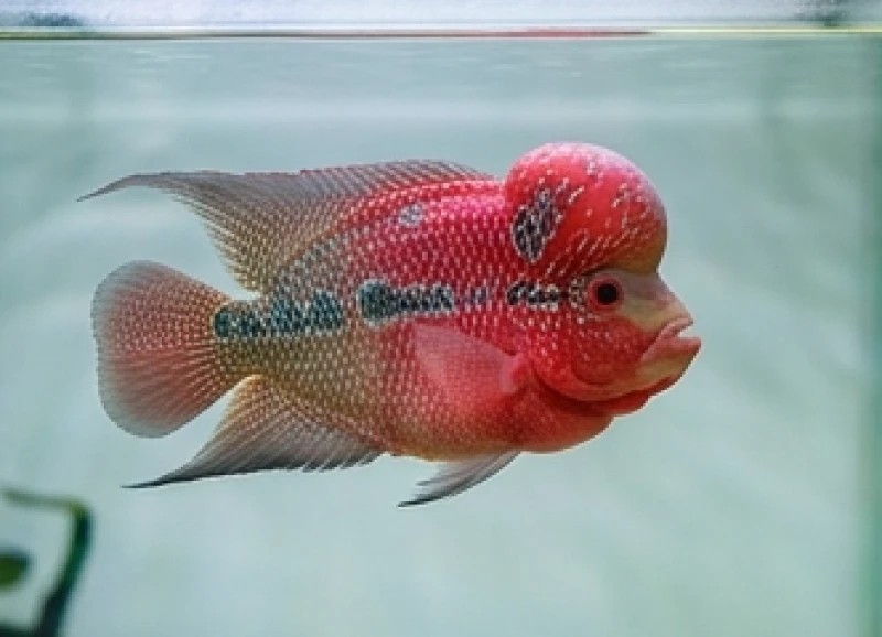 Bể cá phong thủy tuổi Ngọ: Định vị hướng luồng nước và ngũ hành 2 Cá La Hán màu đỏ bơi lội khỏe mạnh trong bể cá phong thủy phòng khách