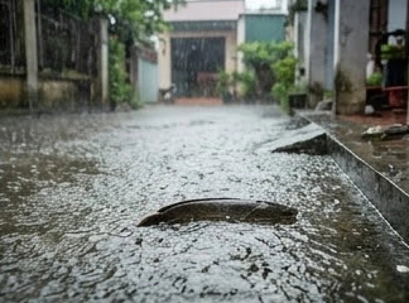 Môi trường ao hồ ngập lụt sau mưa lớn tạo điều kiện tự nhiên cho các loài thủy sinh bơi lạc vào sân