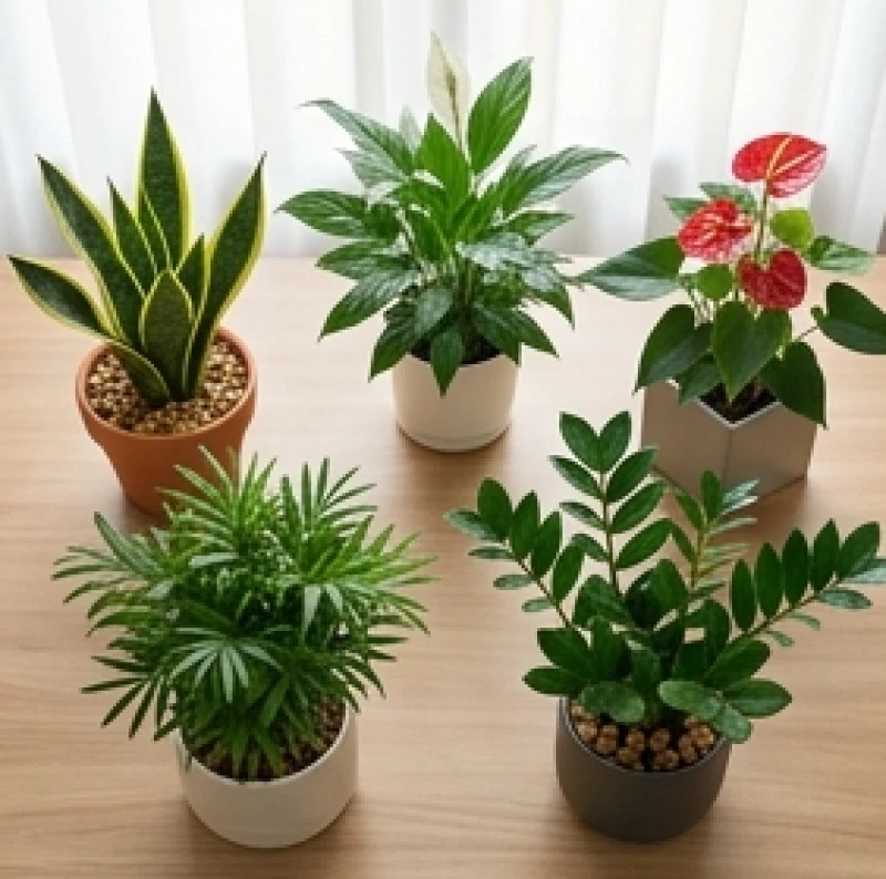 Sự đa dạng của các loại cây để bàn hợp mệnh Kim, Thủy, Mộc, Hỏa, Thổ mang lại tài lộc và vượng khí