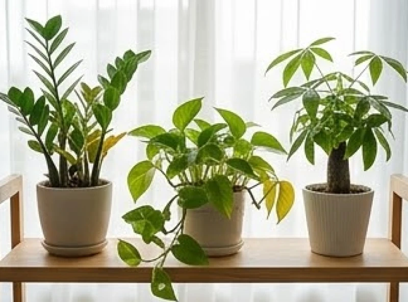 Cây héo lá đột ngột là điềm gì: Giải mã phong thủy và cách sơ cứu 3 Ba loại cây phong thủy khác nhau gồm kim tiền, trầu bà và hạnh phúc được đặt cạnh nhau