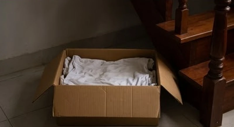 Mèo đẻ trong nhà là điềm gì: Luận giải theo màu lông, số con 7 Hộp carton làm ổ cho mèo được lót vải ấm, đặt tại vị trí gầm cầu thang kín đáo và an tĩnh