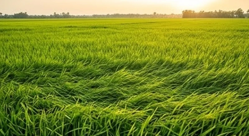 Mơ thấy ruộng lúa điềm tốt hay xấu: Bảng tra số may mắn 1 Cánh đồng lúa bao la trải dài đến chân trời, mang sinh khí và đại diện cho mạch nguồn tài lộc bền vững