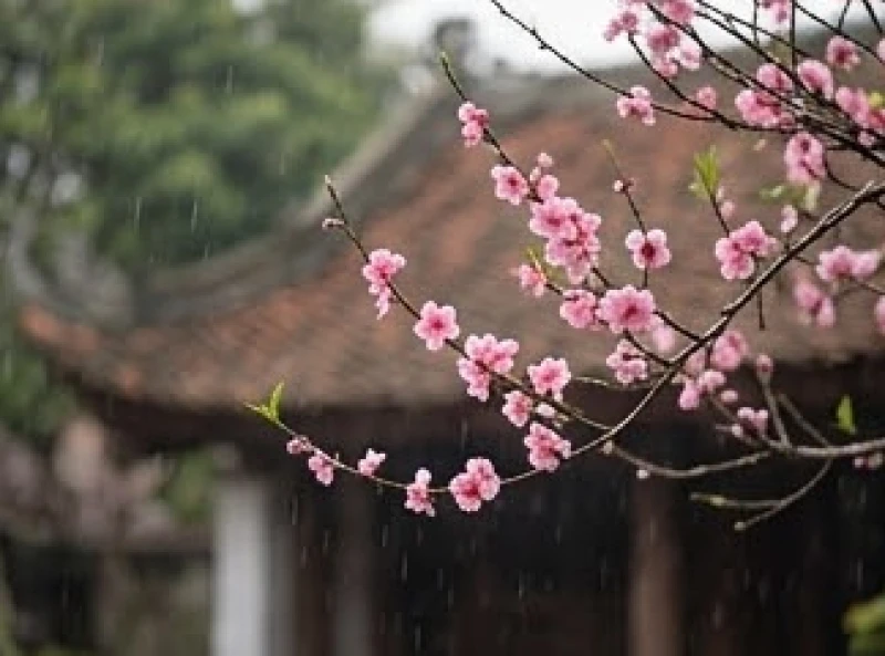 Vận hạn tuổi Hợi năm 2027: Chi tiết 12 tháng và cách hóa giải 7 Cành hoa đào mùa xuân nở rộ trong mưa bụi nhẹ báo hiệu những biến động đầu năm