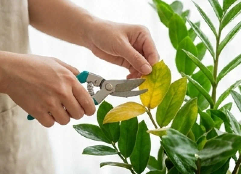 Tuổi Dần hợp cây gì: Chọn cây theo ngũ hành và hướng vượng khí 10 Cắt tỉa tận gốc những chiếc lá có dấu hiệu úa vàng để ngăn chặn vi khuẩn và nấm bệnh lây lan