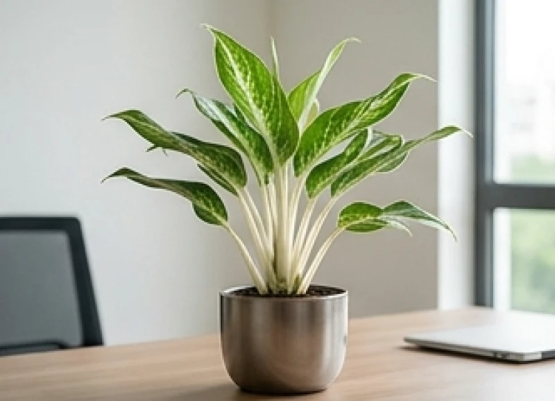 Tuổi Tý hợp cây gì: Trọn bộ 5 bản mệnh và lịch tưới tránh đại kỵ 5 Cây Bạch Mã Hoàng Tử với cuống lá trắng nổi bật mang đến vẻ đẹp tinh tế cho không gian mệnh Kim