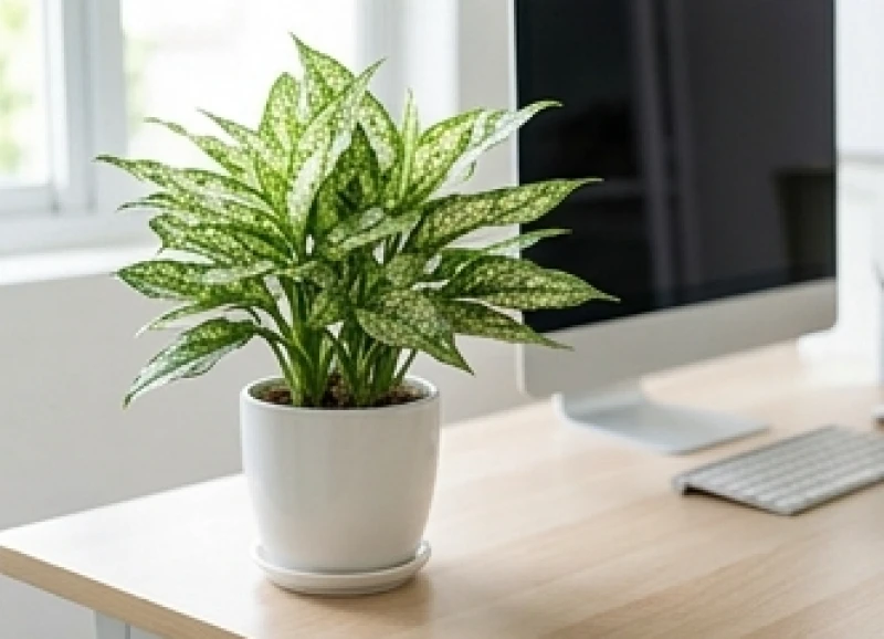 Cách hóa giải vận hạn cho tuổi Dậu: văn khấn và vật phẩm 5 mệnh 8 Chậu cây Bạch Mã Hoàng Tử xanh tươi đặt trên bàn làm việc giúp thanh lọc không khí