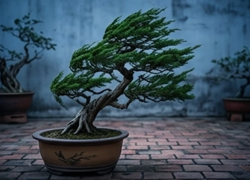 Tuổi Dần tam tai năm nào: bảng tra cứu và nghi thức cúng giải 5 Chậu cây bonsai tùng la hán kiên cường đứng vững trước những cơn gió mạnh thổi qua hiên nhà bằng gạch đỏ mộc mạc