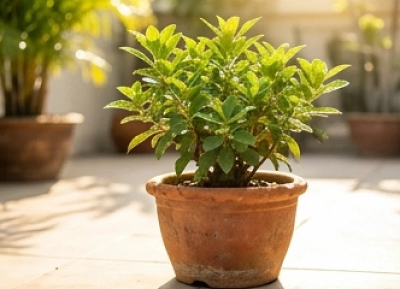Cây trồng ngoài sân hợp tuổi Ngọ: Chọn cây chịu nắng và vị trí 2 Chậu cây cảnh có sức sống mãnh liệt đang khoe sắc xanh tươi dưới ánh nắng gay gắt ngoài hiên nhà