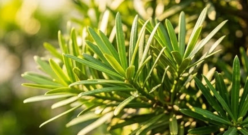 Cận cảnh tán lá kim cứng cáp của cây tùng la hán phát triển xanh tốt dưới ánh nắng chói chang mùa hè