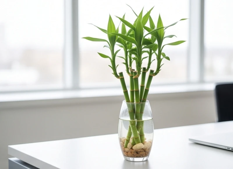 Cây để bàn hợp tuổi Tý: Hướng đặt nam nữ & định lượng nước 2 Chậu Phát Tài búp sen thủy sinh trong suốt đại diện cho dòng cây để bàn hợp ngũ hành bản mệnh
