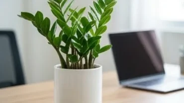 Chậu cây kim tiền để bàn hợp tuổi hợi tươi tốt đặt trên bàn làm việc đón ánh sáng tự nhiên