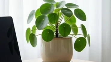 Chậu cây để bàn hợp tuổi mùi xanh tốt đặt trên bàn làm việc gọn gàng ngập tràn ánh sáng tự nhiên