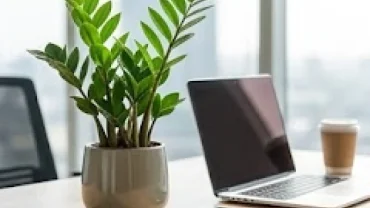 Chậu cây kim tiền mini xanh tốt trên bàn làm việc, gợi ý hoàn hảo về cây để bàn hợp tuổi tỵ giúp chiêu tài lộc