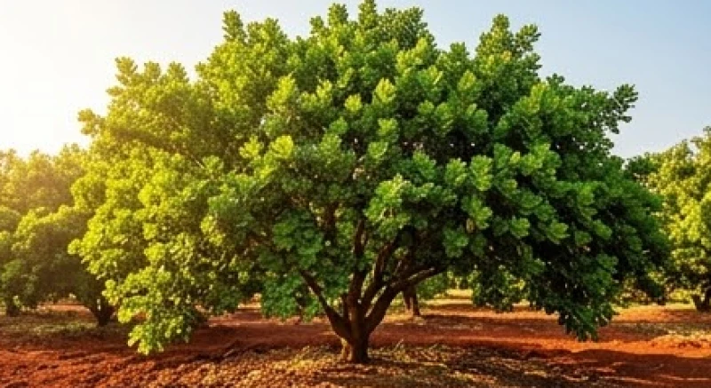 Mơ thấy quả điều: Giải mã điềm báo quả - hạt và con số may mắn 2 Vườn cây điều xanh tốt với nhiều nhánh lá vươn rộng báo hiệu sự ổn định và phát triển bền vững