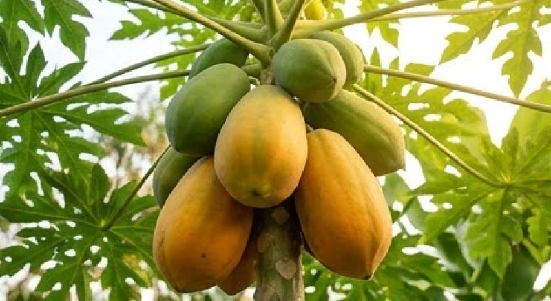 Cây đu đủ cao lớn với những chùm quả chín vàng ươm trĩu nặng dưới ánh nắng ban mai