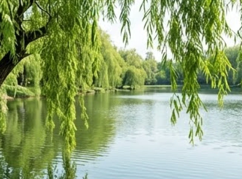 Cành dương liễu xanh mướt rủ bóng xuống mặt hồ tĩnh lặng mang ý nghĩa tương sinh