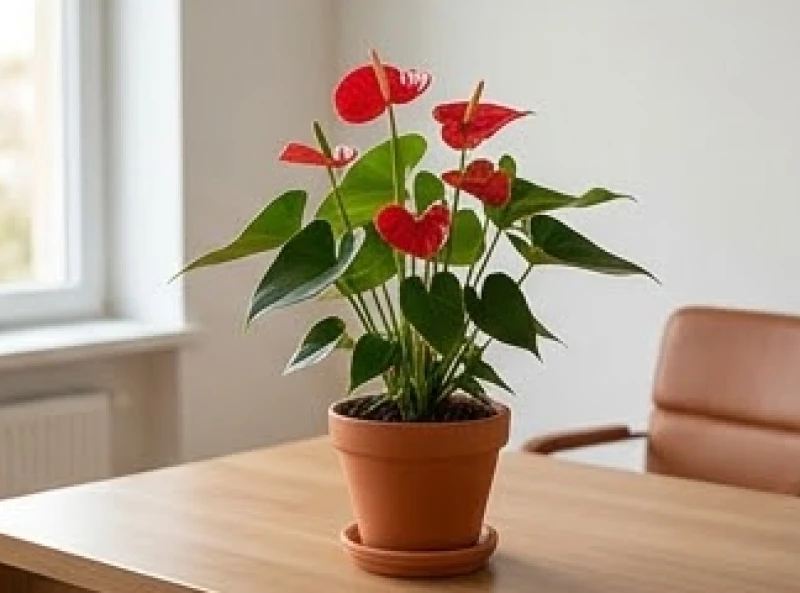 Chậu cây Hồng Môn đỏ rực rỡ trồng trong chậu sứ nung giúp tăng cường năng lượng Hỏa cho góc làm việc