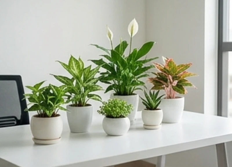 Tuổi Tý hợp cây gì: Trọn bộ 5 bản mệnh và lịch tưới tránh đại kỵ 2 Các loại cây phong thủy nhỏ đặt trên bàn làm việc giúp cân bằng ngũ hành cho người tuổi Bính Tý