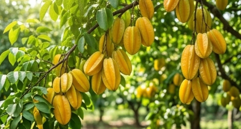 Mơ thấy cây khế: Phân biệt điềm báo chua ngọt và số tài lộc 2 Cây khế xum xuê với những chùm quả chín vàng rực rỡ thể hiện điềm báo tài lộc và sự thịnh vượng đang đến gần