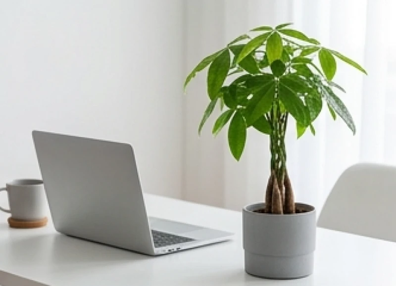 Cây trồng trong nhà hợp tuổi Tý: Vị trí Bát trạch & lịch tưới 7 Chậu cây kim ngân mini tết bím nhỏ nhắn đặt ngay ngắn gọn gàng trên góc bàn làm việc