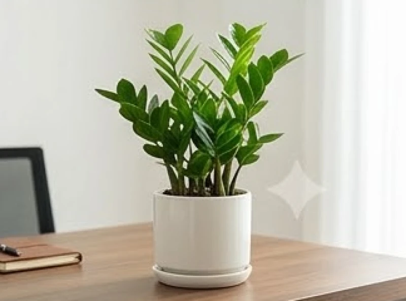 Chậu cây Kim Tiền xanh tốt đặt ngay ngắn trên bàn làm việc giúp chắn sát khí và duy trì tài lộc tuổi dần dồi dào
