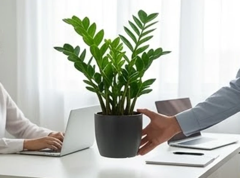 Chậu cây kim tiền với những tán lá xanh thẫm vươn thẳng được đặt sang bàn làm việc bên cạnh để tránh tương khắc