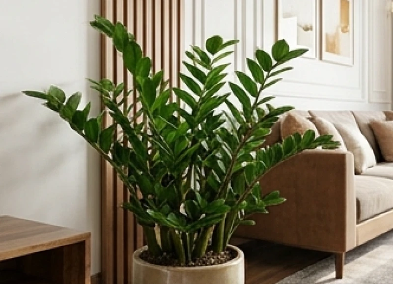 Chậu cây kim tiền xanh tốt được đặt gọn gàng tại góc chéo 45 độ so với cửa chính để thu hút tài lộc