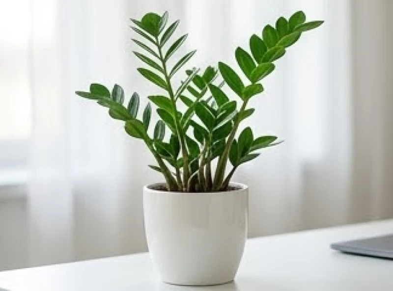 Tuổi Thìn hợp cây gì: Chọn theo 5 mệnh và phương vị tài lộc 4 Chậu cây Kim Tiền xanh mướt trồng trong chậu sứ trắng mang lại vượng khí cho người tuổi Nhâm Thìn