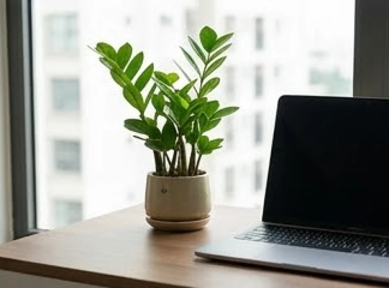 Chậu cây Kim tiền mini với những chiếc lá tròn căng bóng đặt gọn gàng trên góc bàn học