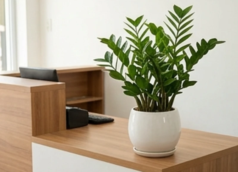 Tuổi Thân Khai Trương Ngày Nào Tốt: Lịch Mở Hàng & Văn Khấn 9 Chậu cây kim tiền xanh mướt được đặt khéo léo ngay tại quầy thu ngân của cửa hàng mới