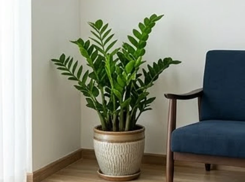 Bố trí cây kim tiền lá to màu xanh tươi mát trong phòng khách để điều hòa sinh khí và hóa giải màu sắc tương khắc