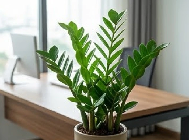 Tuổi Dậu hợp cây gì: Chọn đúng mệnh, hướng đặt và khoảng giá 3 Chậu cây kim tiền với những lớp lá xanh mướt xếp dọc thân giúp kích hoạt sinh khí cho người mệnh Mộc