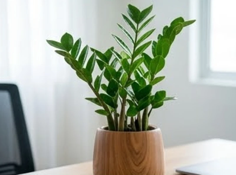 Cây để bàn hợp tuổi Hợi: Chọn chuẩn ngũ hành và giải xung khắc 7 Chậu cây kim tiền với những lớp lá xanh bóng mọc vươn lên mạnh mẽ tràn đầy nhựa sống đại diện cho vượng khí