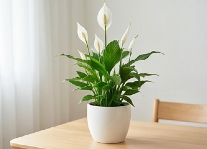Tuổi Sửu hợp cây gì: Chọn đúng niên mệnh và hướng bài trí 2 Cây Lan Ý nở hoa trắng muốt trồng trong chậu sứ trắng hợp bản mệnh Kim