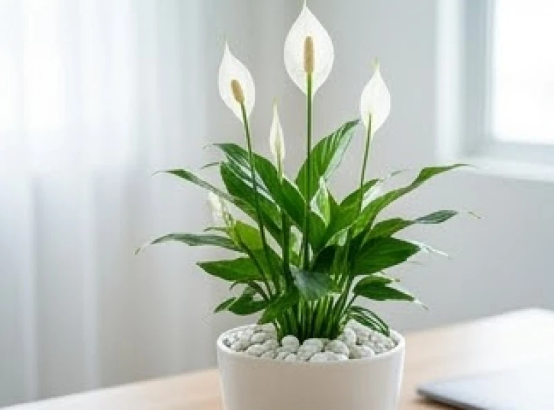 Cây để bàn hợp tuổi Hợi: Chọn chuẩn ngũ hành và giải xung khắc 3 Chậu cây lan ý với hoa trắng muốt vươn cao được trồng trong chậu gốm sứ trắng rải sỏi trên mặt
