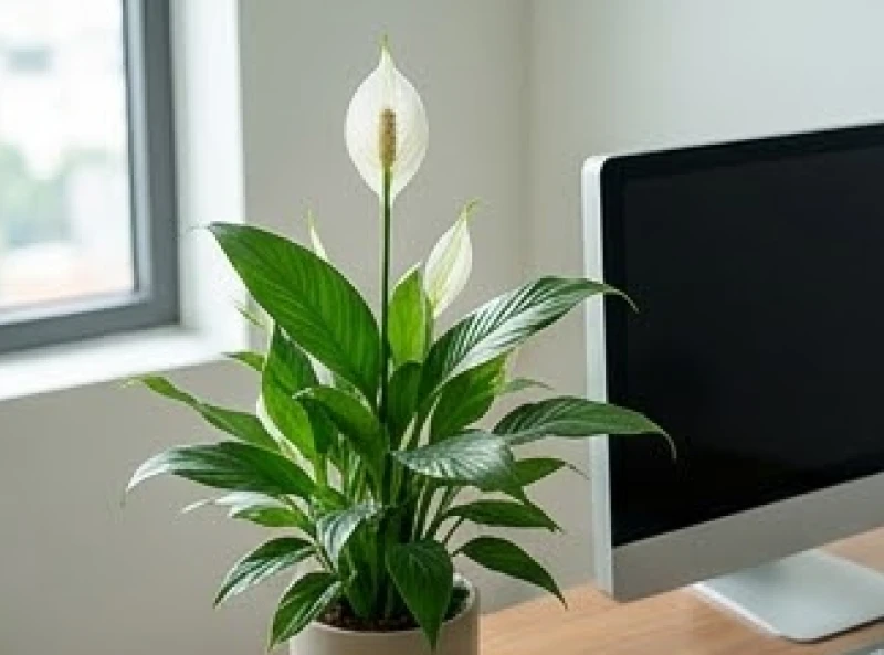Tuổi Dậu hợp cây gì: Chọn đúng mệnh, hướng đặt và khoảng giá 2 Chậu cây lan ý với bông hoa trắng tinh khiết đặt cạnh máy tính là lựa chọn hoàn hảo cho mệnh Kim