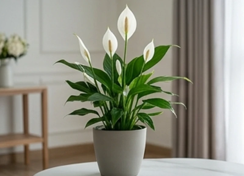 Cây trồng trong nhà hợp tuổi Sửu: Vị trí và định lượng nước 4 Chậu cây Lan Ý nở hoa trắng vươn cao rực rỡ phù hợp với năng lượng phong thủy của người mệnh Kim