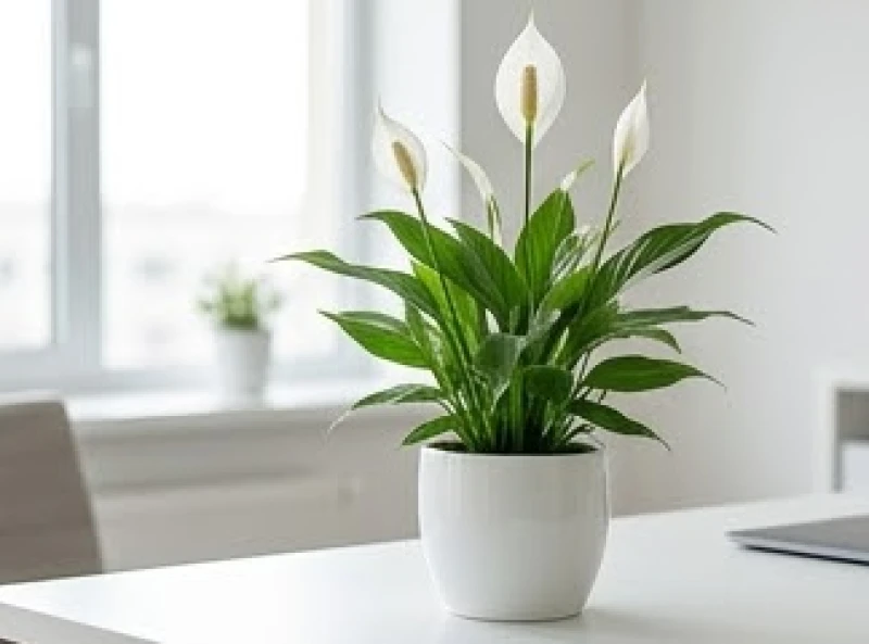 Tuổi Thìn hợp cây gì: Chọn theo 5 mệnh và phương vị tài lộc 3 Chậu cây Lan Ý với bông hoa trắng thanh khiết rất phù hợp cho người tuổi Canh Thìn mệnh Kim
