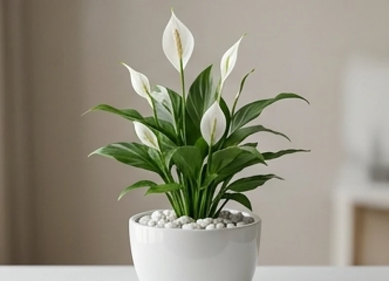 Mệnh Kim là gì: Tra cứu nạp âm và quy tắc phong thủy chuẩn xác 10 Chậu cây lan ý hoa trắng trồng trong chậu sứ trắng trang trí góc phòng giúp mang lại may mắn