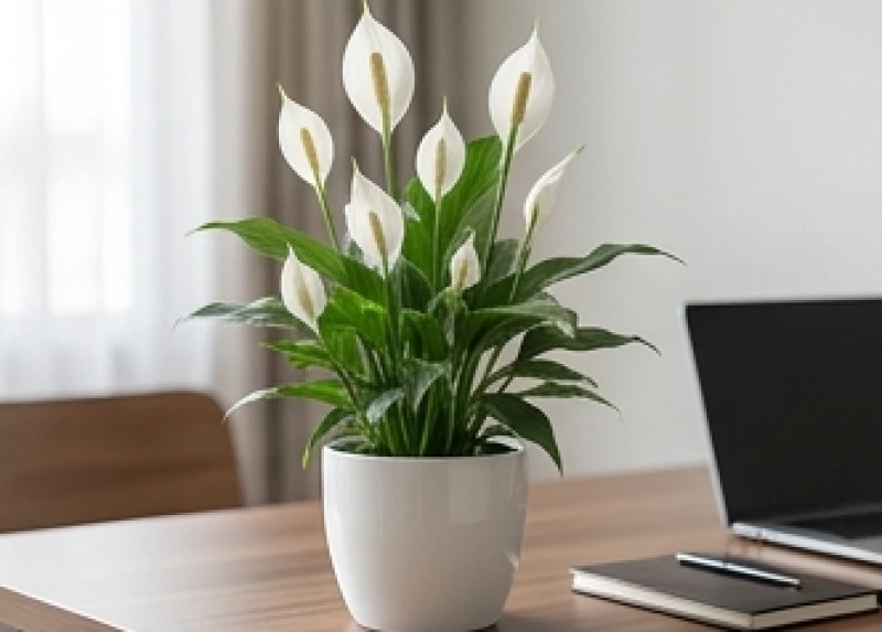 Cây lan ý nở hoa trắng thanh tao được trồng trong chậu sứ trắng đặt trên bàn làm việc